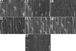 Figure 32. Lemma surface of Agrostis observed with SEM AA. scabraBA. stoloniferaCA. subpatensDA. subrepensEA. tolucensisFA. turrialbaeGA. variabilis. Scale bars:15 μm.