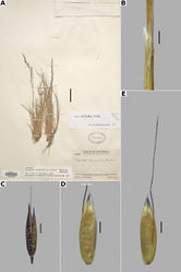 Figure 34. Agrostis subpatensA whole plant B ligular area C spikelet D floret, lateral view, E floret, abaxial view. A based on Steyermark 50230 (US), B–E based on Breedlove 40355 (MEXU). Scale bars: 3 cm (A); 1 mm (B); 0.5 mm (C); 0.3 mm (D, E).