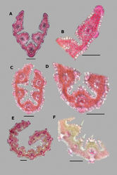 Figure 37. Leaf blade anatomy in transversal section of Agrostis species, in general view, and details of lateral bundles. A, BA. tolucensisC, DA. turrialbaeE, FA. variabilis. Scale bars: 0.1 mm.