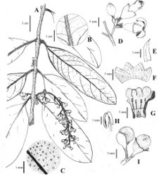 Figure 1. Schlegelia longirachisA a flowering branch B detail of the leaf abaxial surface C detail of the leaf adaxial surface showing the black punctations D inflorescence showing the bract and bracteoles E bract F calyx extended G corolla and adnate stamens extended H detail of a stamen I fruits. Illustration by Paola Piñeros.