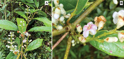 Figure 2. Schlegelia longirachisA a flowering branch B detail of the inflorescence. Photos by Andrés Majín.