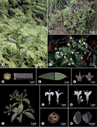 Figure 2. Hedyotis longiramulis Y.D. Xu & R.J. Wang A habit B habitat C inflorescences D part of stem (right) and its transverse section E adaxial (left) and abaxial (right) surgaces of leaf F Stipules G long-styled flower (left) and its longitudinal section (right) H short-styled flower (left) and its longitudinal section (right) I infructescence J diplophragmous capsule K dorsal (left) and ventral (right) view of seeds.