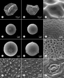 Figure 3. Micromorphology of seed, pollen and leaf epidermis of Hedyotis longiramulis using SEMA–C ventral view, dorsal view, and surface ornamentation of seeds, respectively D, G, E, H, F, I equatorial view, polar view, and reticulate ornamentation of pollen grains, respectively J–L leaf epidermis, adaxial and abaxial surfaces, and stomatal apparatus, respectively A–C, J–LYi-Da Xu & Fan Su AP0138D–FRui-Jiang Wang & Yi-Da Xu 6540, long-styled flower G–IRui-Jiang Wang & Yi-Da Xu 6541, short-styled flower.