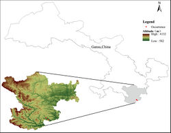 Figure 1. Distribution of Illicium gansuense.