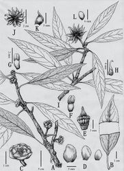 Figure 2. Illicium gansuense Z.F.Bai & Xue L.Chen A flowering branch B adaxial and abaxial leaf surface C flower D tepals E removal of tepals showing gynoecium and stamens F, G stamens, dorsal and ventral views H carpel I fruiting branch J, K fruits L seed. (Drawn by Jianlu Bai based on type specimen).