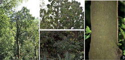 Figure 3. Illicium gansuense Z.F.Bai & Xue L.Chen A habitat B, C flowering branch D bark.