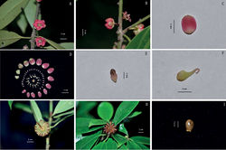 Figure 4. Illicium gansuense Z.F.Bai & Xue L. Chen A flower at front view B flower at side view C the largest tepals D all parts of flower E stamen F follicle G fruit at front view H fruit at side view I seed. Photographed by Zengfu Bai.