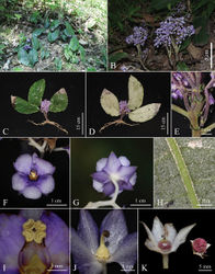 Figure 1. Stauranthera floribunda F.Su, C.Y.Hao & K.Tan, sp. nov. A habit B cymes C, D adaxial and abaxial views of the whole plant E degenerated leaves F front view of flower G back view of flower H detail of abaxial leaf blade I detail of stamens J detail of pistil K ovary and its cross-section view. Photographs by Fan Su.