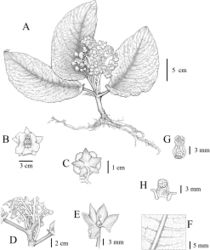 Figure 2. Line drawing of Stauranthera floribunda F.Su, C.Y.Hao & K.Tan A adaxial view of the whole plant B front view of flower C back view of flower D detail of degenerated leaves E pistil F hair of abaxial leaf blade G frontal view of stamens H dorsal side of stamen. Drawn by Di Hu.