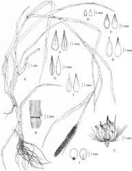 Figure 1. Cenchrus brownii Roem. & Schult A habit B ligule C spikelets with involucre D lower glumes E upper glumes F lower lemmas G lower paleas H upper lemmas I upper paleas J caryopsis. (Drawn from P. Wessapak 365 by Paweena Wessapak).