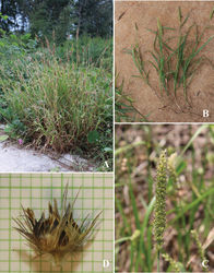 Figure 2. Cenchrus brownii Roem. & Schult A habitat B habit C inflorescence D spikelets with involucre. (Photographs: Paweena Wessapak).