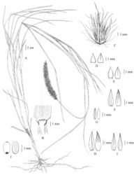 Figure 3. Cenchrus ciliaris L. A habit B ligule C spikelets with involucre D lower glumes E upper glumes F lower lemmas G lower paleas H upper lemmas I upper paleas J caryopsis. Drawn from P. Wessapak 376 by Paweena Wessapak.