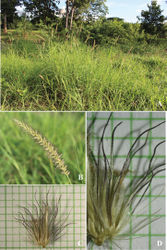 Figure 4. Cenchrus ciliaris L. A habitat B inflorescence C, D spikelets with involucre. (Photographs: Paweena Wessapak).