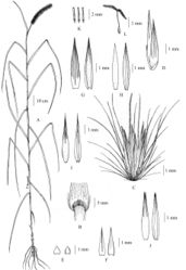 Figure 10. Cenchrus purpureus (Schumach.) Morrone A habit B ligule C spikelets with involucre D spikelet E lower glumes F upper glumes G lower lemmas H lower paleas I upper lemmas J upper paleas K stamens L pistil. (Drawn by Paweena Wessapak).