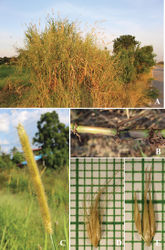 Figure 11. Cenchrus purpureus (Schumach.) Morrone A habitat B culm with node rooting C inflorescence D spikelets with involucre E spikelets. (Photographs: Paweena Wessapak).