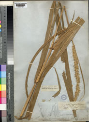 Figure 12. Lectotype of Pennisetum macrostachyum Benth. Digital image The Board of Trustees of the Herbarium of the Royal Kew Botanic Garden (K).