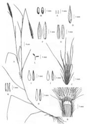 Figure 13. Cenchrus setosus Sw. A habit B ligule C spikelet with involucre D spikelet E lower glumes F upper glumes G lower lemmas H lower paleas I upper lemmas J upper paleas K stamens L pistil M caryopsis. (Drawn by Paweena Wessapak).