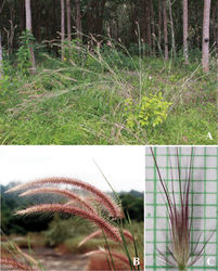 Figure 14. Cenchrus setosus Sw. A habitat B inflorescences C spikelet with involucre. (Photographs: Paweena Wessapak).