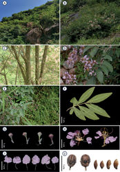 Figure 1. Plate of Lagerstroemia stenophyllaA habitat B flowering individuals C stems D flowering branch E fruiting branch F leaves G flower buds H flowers I petals J capsules and seeds.