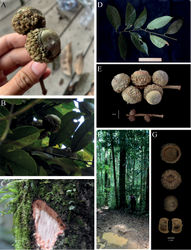 Figure 1. Lithocarpus tapanuliensis Harapan, W.H.Tan, Nurainas & Strijk, sp. nov. A fresh fruits from field collection B fresh fruits in the canopy C bark and sapwood D fresh leaves E dried mature and immature infructescence F base of tree next to an animal wallow G cupule- bottom view, top view and nut bottom view and cross-section. Pictures by T.S. Harapan & T.A Febriamansyah, edited by W.H. Tan.