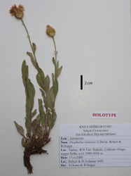 Figure 1. Holotype of Psephellus vanensis A.Duran, Behçet & B.Doğan.