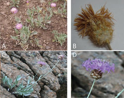 Figure 3. Psephellus vanensis. A Habit B Capitulum at anthesis. Psephellus pyrrhoblepharus. C Habit D Capitulum at anthesis.