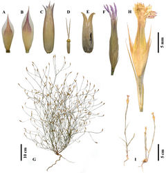 Figure 1. Habit and flower photographs of Dianthus multiflorus (A–G from holotype, Deniz 6195) and Dianthus tripunctatus (H–I from ISTE 74221). (A Outer epicalyx segment B Inner epicalyx segment C Calyx D Pistil E Capsule F, H Flower G, I Habit).