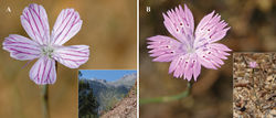 Figure 2. Field photographs of Dianthus multiflorus (A) and Dianthus tripunctatus (B).