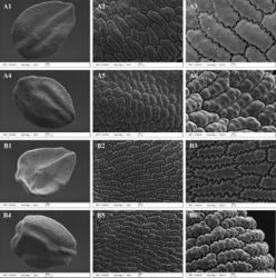 Figure 3. SEM photographs of the seed coat. A Dianthus multiflorus B Dianthus tripunctatus. 1–3: Ventral surface. 4–6: Dorsal surface. (Scale bars 200 μm for A4 and B4; 100 μm for A1 and B1; 30 μm for A2; 20 μm for A5 and B2; 10 μm for A3, A6, B3, B5 and B6).