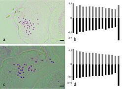 Figure 4. Somatic chromosomes and ideogram of Dianthus multiflorus (a–b) and Dianthus tripunctatus (c–d). (Scale bars 2 μm).