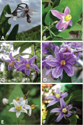 Figure 1. Flowers of species in the ANS clade. A Solanum africanum Mill. (South Africa, Rebelo s.n. – no herbarium voucher) B Solanum imamense Dunal (Madagascar, Rakotavao 5128) C Solanum madagascariense Dunal (Madagascar, Vorontsova et al. 498) D Solanum sambiranense D’Arcy & Rakot. (Madagascar, Randrianasolo 580) E Solanum terminale Forssk. (Kenya, Vorontsova et al. 93) F Solanum truncicola Bitter (Madagascar, Antilahimena et al. 7846). Photo credits: A Tony Rebelo; B Charles Rakotavao; C, E Maria Vorontsova; D Richard Randrianasolo; E Patrice Antilahimena.