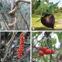 Figure 2. Habit and fruits of species of the ANS clade. A Habit of Solanum sambiranense D’Arcy & Rakot. (Madagascar, Randrianasolo 580) B Fruit of Solanum imamense Dunal (Madagascar, Rakotavao 5128) C Fruit of Solanum terminale Forssk., pointed form (Angola, Goyder et al. 7749) D Fruit of Solanum terminale Forssk., globose form (Tanzania, Tepe et al. 2783). Photo credits: A Richard Randrianasolo; B Charles Rakotavao; C David Goyder; D Maria Vorontsova.