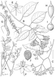 Figure 25. Solanum terminale Forssk. A Flowering branch of savanna form (nakurense-type) B Fruiting branch of climbing plant with open infructescence with globose berries (terminale-type) C Flowering branch of climbing plant with open inflorescence D Flowering branch of climbing plant with narrow, spicate inflorescence (welwitschii-type) E Flower with fused anther cone (welwitschii-type) F Flower with non-fused anther cone (terminale-type) G Corky bark of older stems H Fusiform mature berry I Globose mature berry J “Hairy” seed from mature fruit showing elongate lateral cell walls. (Based on: A Ash 2932; B Drummond 3155; C Gilbert & Friis 8417; D, E Etuge & Thomas 31; F Greenway & Kanuri 13883; G Synnot 617; H, J Mbani 142; I Mbatchou 21). Scale bar: A, C, D, G = 3 cm; B = 4 cm; E, F, H, I = 7 mm; J = 2 mm. Drawn by Lucy T. Smith.