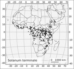 Figure 26. Distribution of Solanum terminale Forssk.