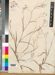 Figure 1. Murdannia burchellii (C.B.Clarke) M.Pell. Lectotype of Aneilema gardneri var. burchellii (K barcode K000363240). Photograph courtesy of Royal Botanic Gardens, Kew, London.