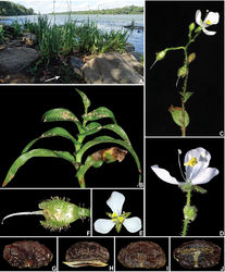 Figure 2. Murdannia engelsii M.Pell. & Faden. A Sandy banks of rio Teles Pires, white arrow showing a subpopulation of Murdannia engelsii B detail of the stem, showing the conduplicate and falcate leaves, with amplexicaul bases C detail of the inflorescence, showing the deflexed pedicels at post-anthesis D side view of a male flower, showing the short and bent style. E front view of a bisexual flower, showing the long curved style F detail of a young fruit, showing the pedicel and sepals with glandular hairs, gently curved style and capitate stigma G–J seeds: G dorsal view of a seed, showing the scrobiculate and cleft testa, and the semilateral embryotega H ventral view of the same seed, showing the ventral furrows and tan appendage surrounding the hilum I dorsal view of another seed, showing the shallowly scrobiculate and slightly cleft testa, and the semidorsal embryotega J ventral view of the same seed, with the appendage removed, showing the linear hilum in a shallow depression. K, dorsal view of a seed, showing the smooth testa. Photographs A–F by M.E. Engels, G–J by R.F. Almeida.