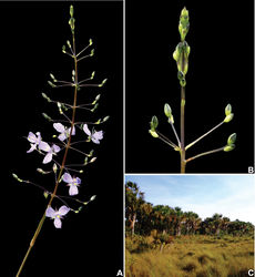 Figure 3. Murdannia gardneri (Seub.) G.Brückn. A Inflorescence, showing the verticillate cincinni and open lilac flowers B detail of the inflorescence, showing the ascending and straight cincinni C flooded grassland in the state of Minas Gerais. Photographs A–B by W. Milliken, C by I.L.M. Resende.