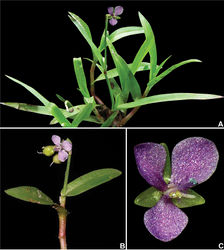 Figure 5. Murdannia nudiflora (L.) Brenan. A Habit B detail of a stem, showing the apical and long-pedunculate inflorescence C front view of a bisexual flower. Photograph A, C by W. Vargas and B by M.E. Engels.