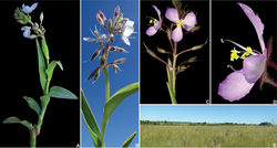 Figure 6. Murdannia paraguayensis (C.B.Clarke) G.Brückn. A Detail of a flowering shoot, showing the succulent stem, succulent, canaliculate and falcate leaves, and an inflorescence with lilac flowers B Detail of the apex of a flowering shoot, showing a terminal inflorescence with white flowers, and pedicels deflexed post-anthesis C Inflorescence showing the 1-flowered verticillate cincinni and open mauve flowers D Side view of a male flower, showing the sepals with glandular hairs E flooded grassland in Sidrolândia, Mato Grosso do Sul. Photograph A by I.L.M. Resende, B, E by S.N. Moreira and C–D by V.C. Souza.