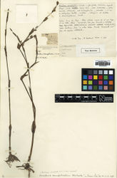 Figure 8. Murdannia semifoliata (C.B.Clarke) G.Brückn. Lectotype of Aneilema semifoliatum (BM barcode BM000938202). Photograph courtesy of The Natural History Museum of London.