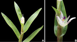 Figure 9. Murdannia aff. triquetrum (Wall. ex C.B.Clarke) G.Brückn., from Esteros de Arauca, Colombia. A Detail of a stem, showing an apical fruit B detail of an internode, showing a side view of a male flower. Photographs by M. Fernández.