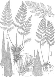 Figure 1. Athyrium haleakalae K.R. Wood & W.L. Wagner. A–B habit C detail of adaxial pinnule showing venation and fleshy spines D detail of abaxial pinnule showing range of sori shapes E–F lower stipe scales G rhizome scale. A–G from Perlman et al. 23964 (BISH, PTBG, UC, US) (Illustration by Alice Tangerini).