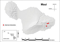 Figure 2. Map showing known distribution of Athyrium haleakalae, East Maui, HI, with upper right red dot indicating colonies in the headwaters of Kawakoe and Mokulehua, upper left in Helele‘ike‘oha, and lower red in Kīpahulu, near Palikea.