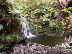 Figure 3. Typical habitat of Athyrium haleakalae around stream plunge pools, Hana Forest Reserve, East Maui, HI. Photo by K.R. Wood, 21 Aug 2013.