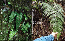 Figure 4. A Mature plants of Athyrium haleakalae, showing habitat preference along concave hollow of stream, Hana Forest Reserve, East Maui, HI (22 Aug 2013, Wood & Oppenheimer 15639) B Mature plant of Athyrium microphyllum,﻿ showing terrestrial habitat preference, erect rhizome, and large size, Mohihi, Kaua‘i, HI (18 Dec 2014, Wood & Flynn et al. 16175). Photos by K.R. Wood.
