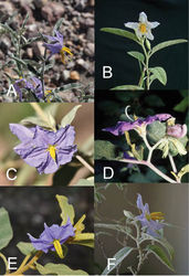 Figure 2. Flowers of members of the Elaeagnifolium clade. A Solanum elaeagnifolium, with divergent anthers of approximately equal size and shape (Argentina, Mendoza, Knapp et al. 10470) B Solanum homalospermum (Argentina, Catamarca, Chiarini et al. 505) C Solanum hindsianum (cultivated in Arizona) D Solanum houstonii, hermaphroditic flower and strongly curved buds (Mexico, Yucatán, Peña-Chocarro et al. 407) E Solanum houstonii, staminate flower (Mexico, Querétaro, Ochoterena et al. 976) F Solanum mortonii (cultivated in Córdoba; from Barboza et al. 644). Photographs A, D, E by S. Knapp; B, F by F. Chiarini; C by Eugene Sturla.