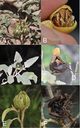 Figure 3. Fruits of members of the Elaeagnifolium clade. A Solanum elaeagnifolium, immature berries with green mottling (Argentina, Córdoba, Barboza et al. 3434) B Solanum elaeagnifolium, mature fruit with sticky tan seeds (Argentina, Córdoba, Barboza et al. 3435) C Solanum mortonii, immature fruit exerted from the calyx (Argentina, Catamarca, Barboza et al. 3439) D Solanum mortonii, mature fruit exerted from the calyx (Argentina, Catamarca, Barboza et al. 3438) E Solanum houstonii, immature fruit enclosed in accrescent calyx (Mexico, Querétero, Ochoterena et al. 976) F Solanum houstonii, mature fruit enclosed in accrescent calyx with black seeds (Mexico, Querétero, Ochoterena et al. 976). Photographs by S. Knapp.