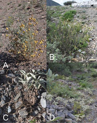 Figure 4. Habitats of members of the Elaeagnifolium clade. A Solanum elaeagnifolium, old stems with persistent berries and young new stems from underground rhizomes (Argentina, Mendoza, Knapp et al. 10470) B Solanum houstonii on rocky slope (Mexico, Querétaro, Ochoterena et al. 976) C Solanum mortonii, plant dug up showing extensive underground stems (Argentina, Catamarca, Barboza et al. 3437) D Solanum mortonii, large population on rocky slopes (Argentina, Catamarca, Barboza et al. 3437). Photographs by S. Knapp