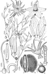 Figure 5. Solanum elaeagnifolium Cav. A Fruiting branch B Flower C Spread corolla D Dorsal view of stamen E Ventral view of stamen F Gynoecium G Glandular trichome from gynoecium H Fruit I Lepidote trichome from calyx, seen from above J Lepidote trichome from calyx, seen from the side K Seed L Transverse section of seed M Embryo. Drawn by Leonor Sánchez. Reproduced with permission from Flora Argentina (Chiarini 2013[12]).