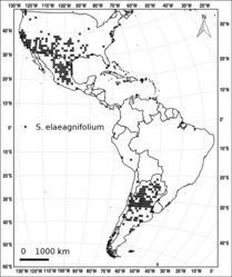 Figure 6. Distribution of S. elaeagnifolium.